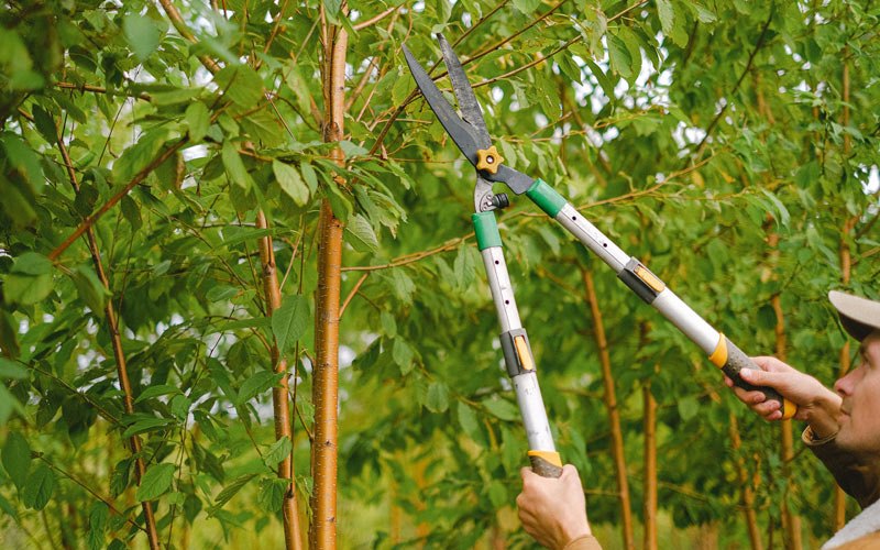 Tree trimming in Stoughton, WI
